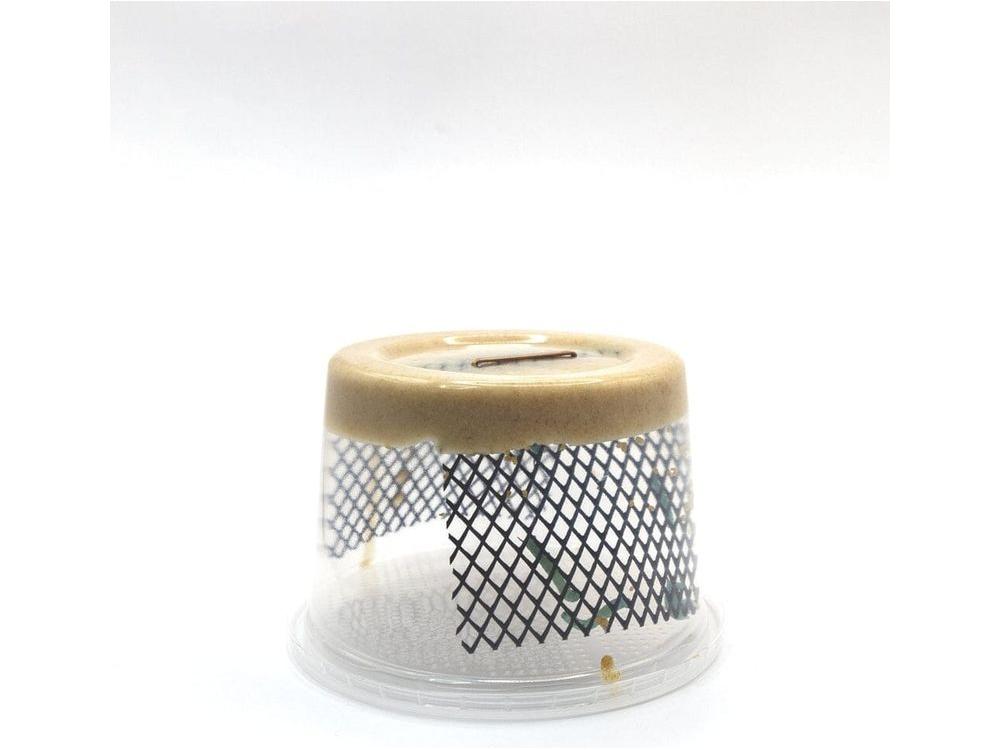Live Hornworm Feeder Insects, 6ct