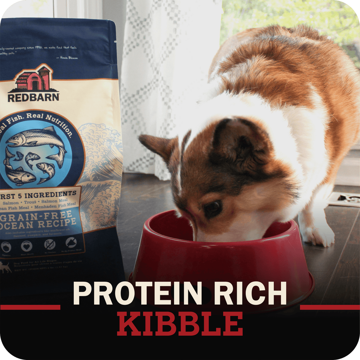 dog eating from a red bowl with Redbarn protein-rich kibble packaging in the background.