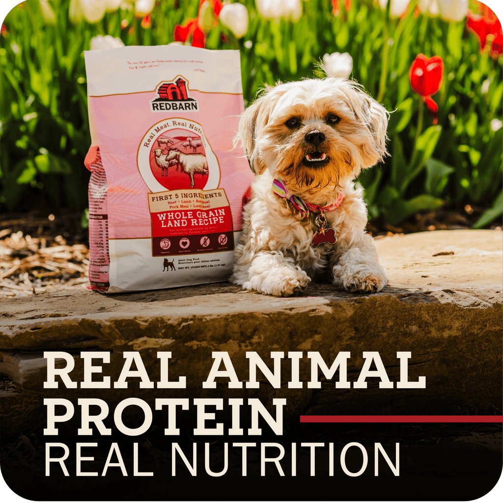 Dog with Redbarn pet food package in a garden setting