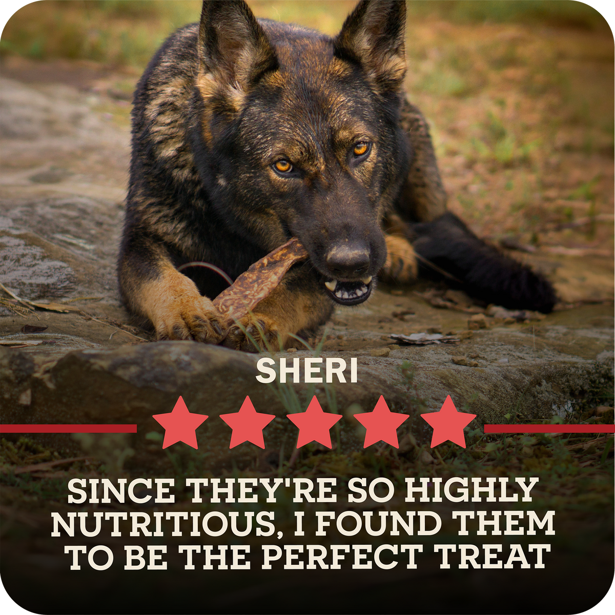 A German Shepherd dog named Sheri is shown outdoors on rocks, chewing on a Redbarn Bully Slice Treat. The image includes text overlays reading 'SHERI' and 'SINCE THEY'RE SO HIGHLY NUTRITIOUS, I FOUND THEM TO BE THE PERFECT TREAT' with five red stars.