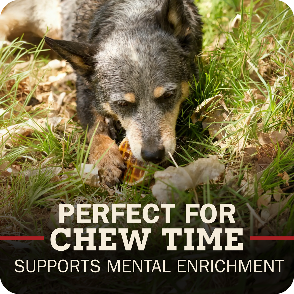 A close-up photo of a dog chewing a Redbarn Roofle on a grass and leaves outdoors, with overlaid text reading 'PERFECT FOR CHEW TIME' and 'SUPPORTS MENTAL ENRICHMENT'.