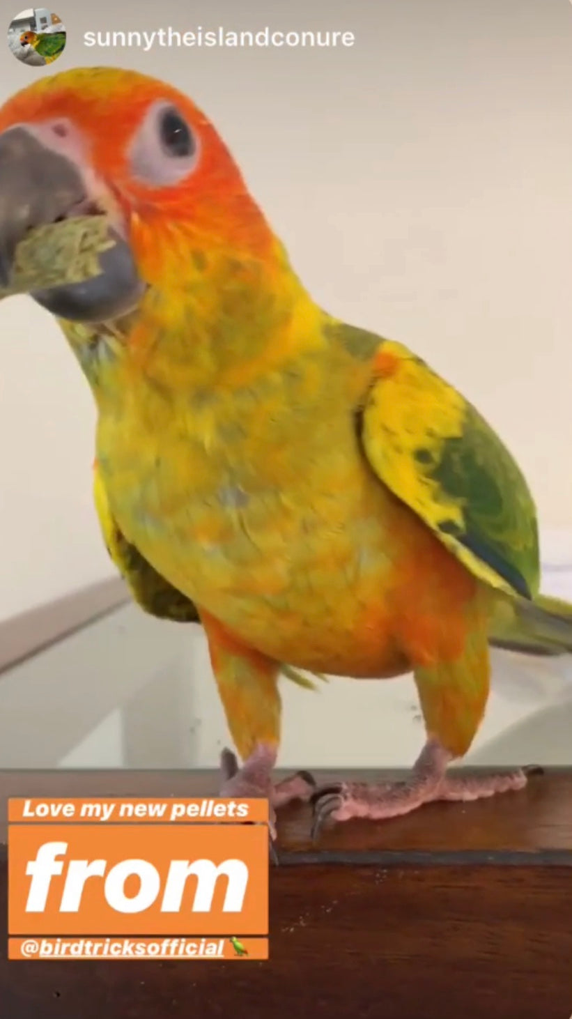 Parrot food