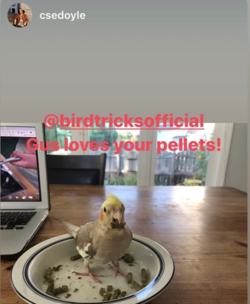 organic parrot pellets
