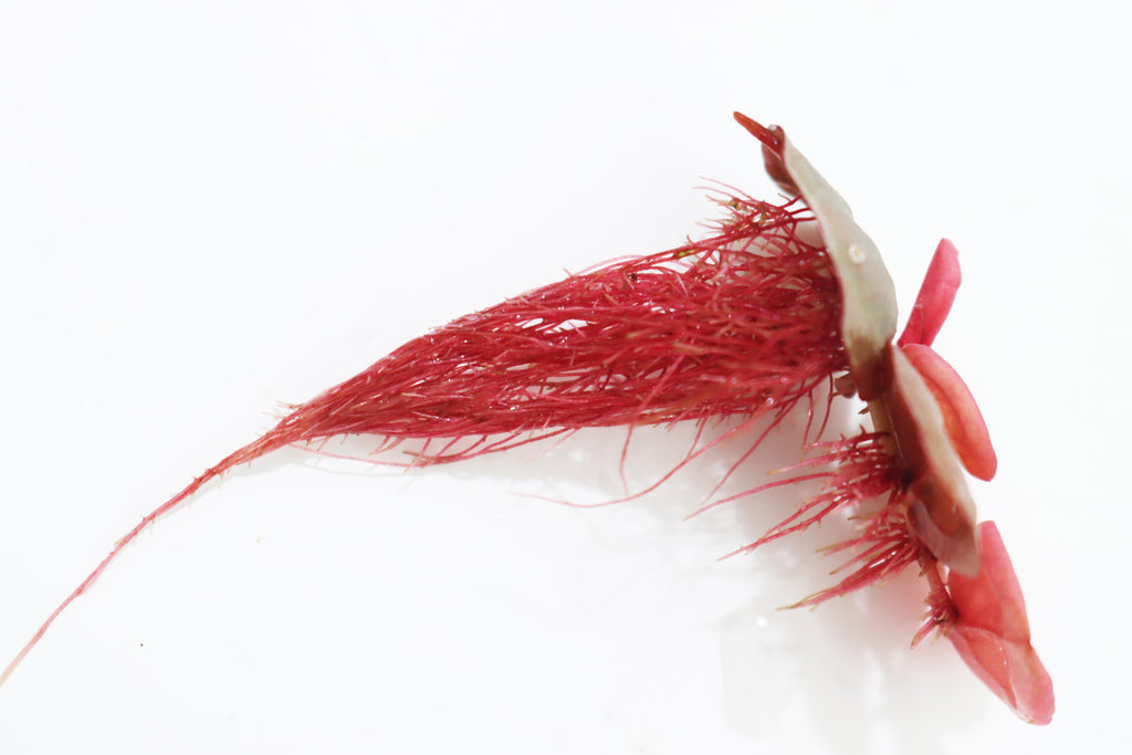 Live Red Root Floater Aquarium Plant product image 1