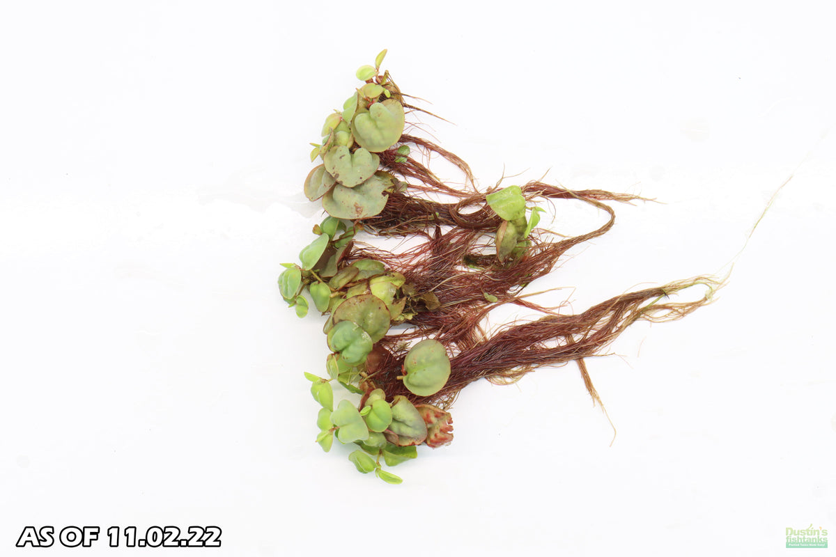 Red Root Floaters_Floating Aquarium Plants_Aquarium Plant For Sale