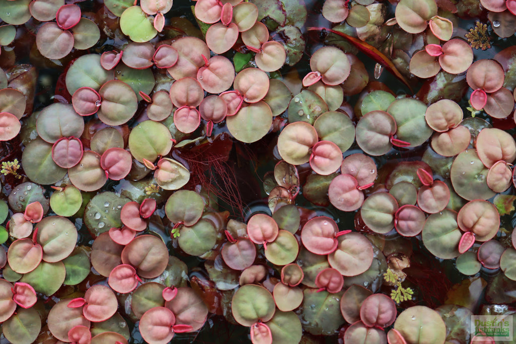 This is a mix of Red Root floaters with some of it growing in less light- The light green is the indicator of lower light at some point. THE MORE RED- The MORE LIGHT.