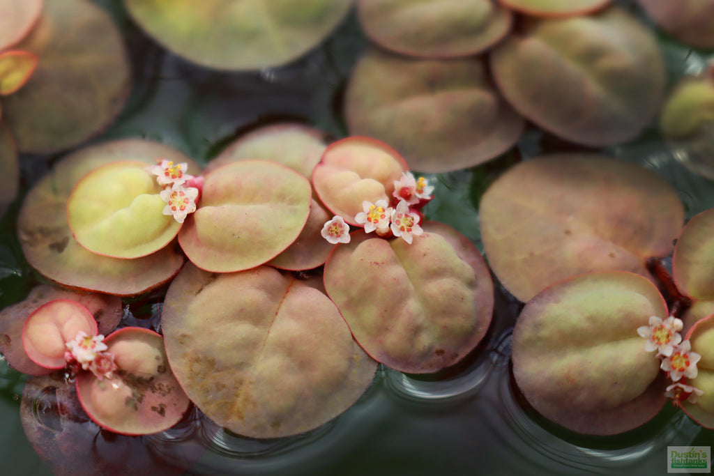 Red Root Floaters_Floating Aquarium Plant for sale