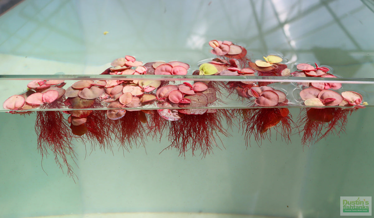 Live Red Root Floater Aquarium Plant product image 16
