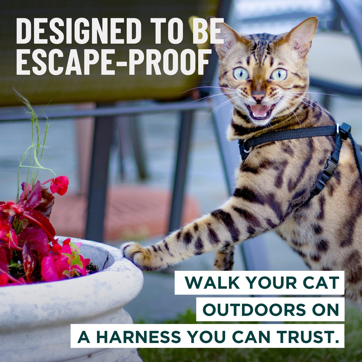 Houdini™ Escape Proof Cat Harness - OutdoorBengal