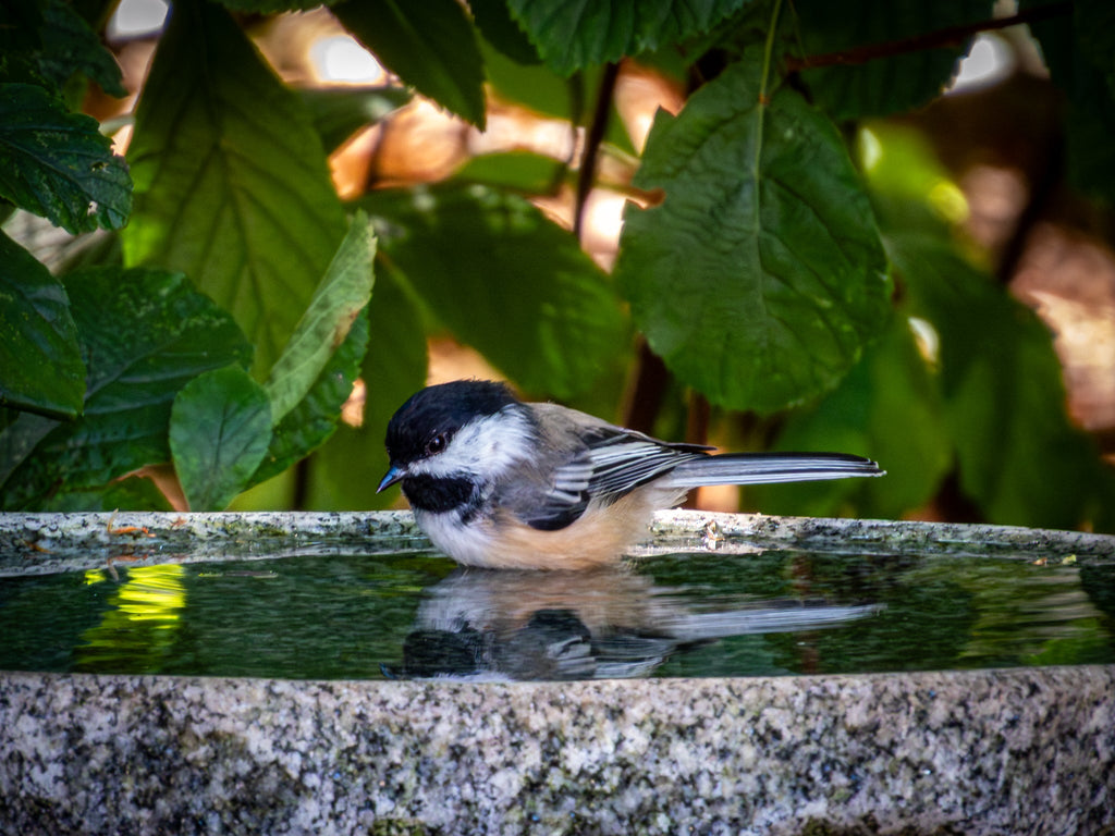 Shallow Granite Outdoor Bird Bath, Small 9" x 9" x 2"