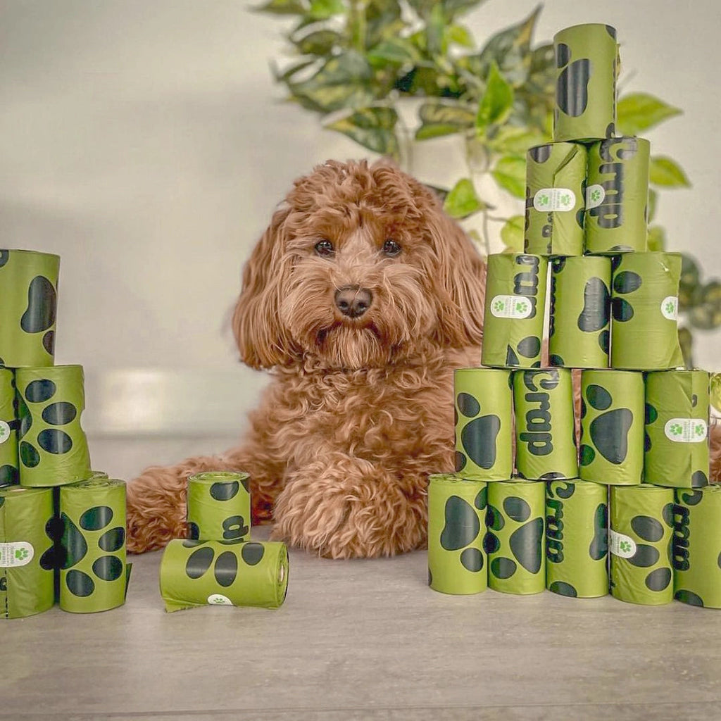 Picture of @buddy.the.toycavoodle