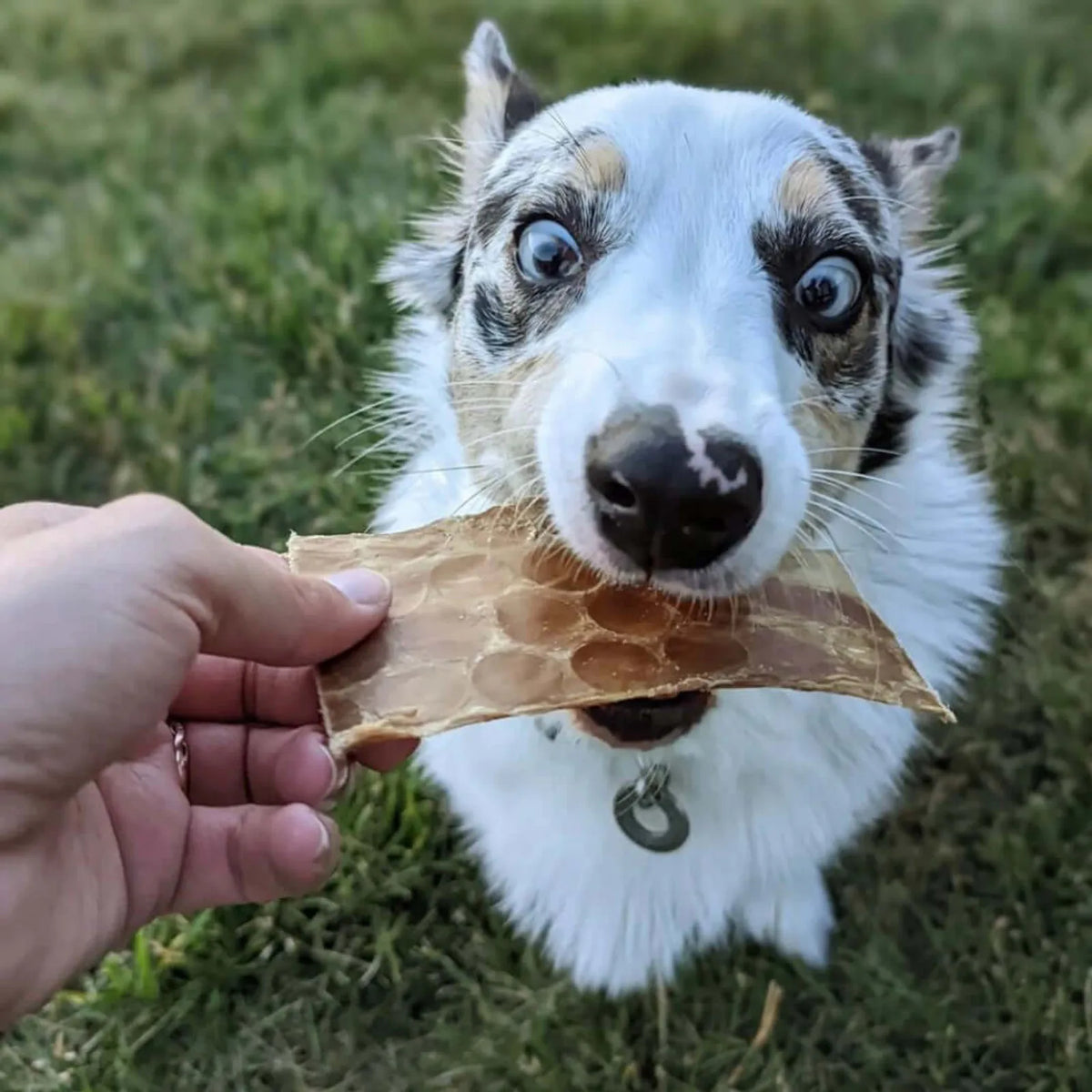 Premium Beef Jerky Treats product image 10