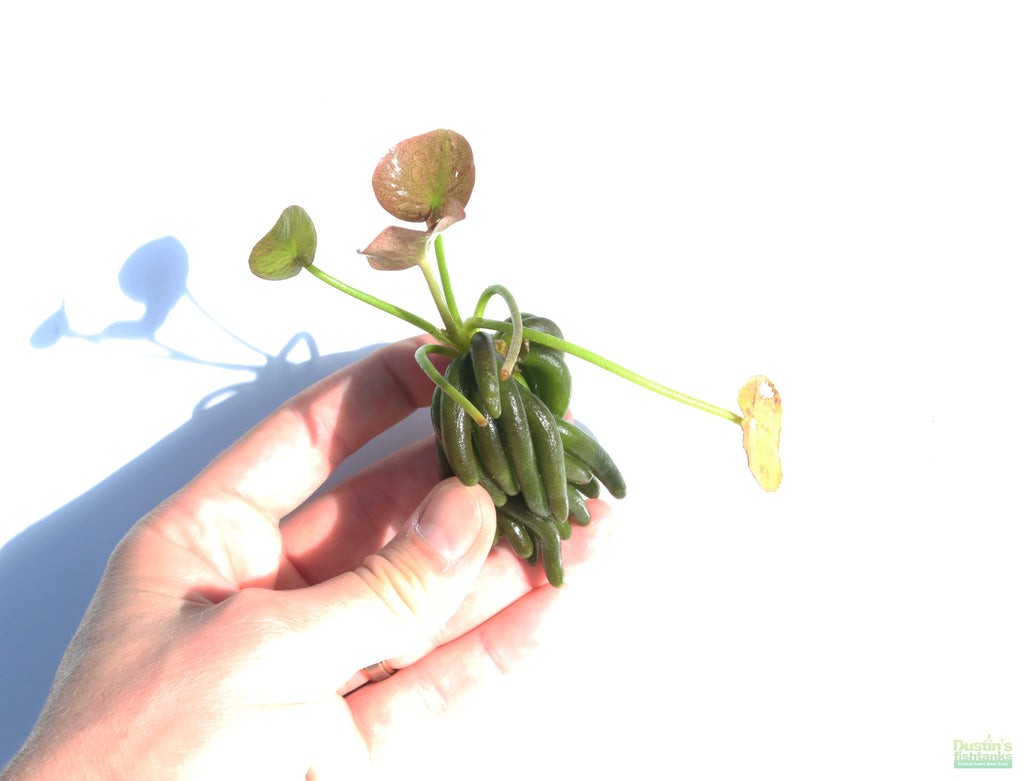 Banana Plant Nymphoides Aquatica Easy Beginner Plant_Aquarium Plant For Sale_Aquarium Plants For sale_Banana plant_Banana plants_Bananas