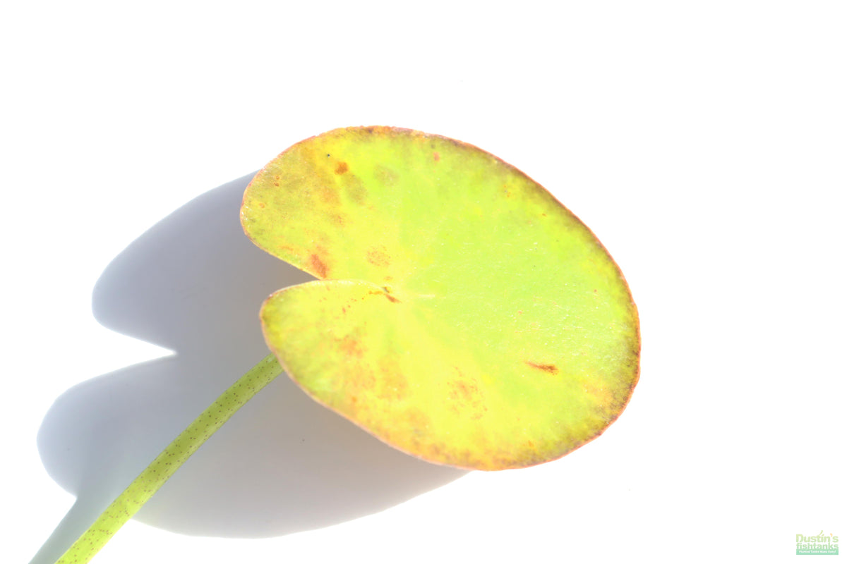 Banana Plant Nymphoides Aquatica Easy Beginner Plant_Aquarium Plant For Sale_Aquarium Plants For sale_Banana plant_Banana plants_Bananas