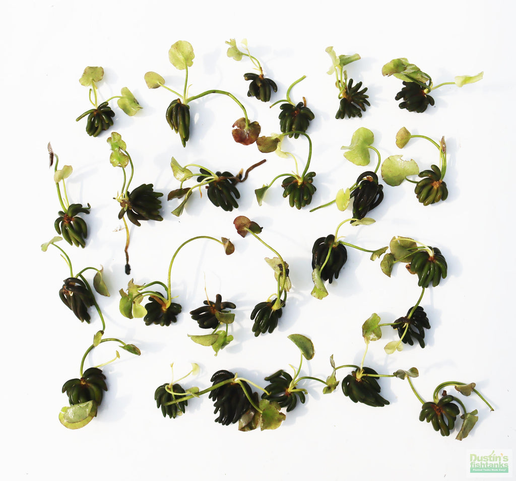 Live Banana Aquarium Plant product image 17