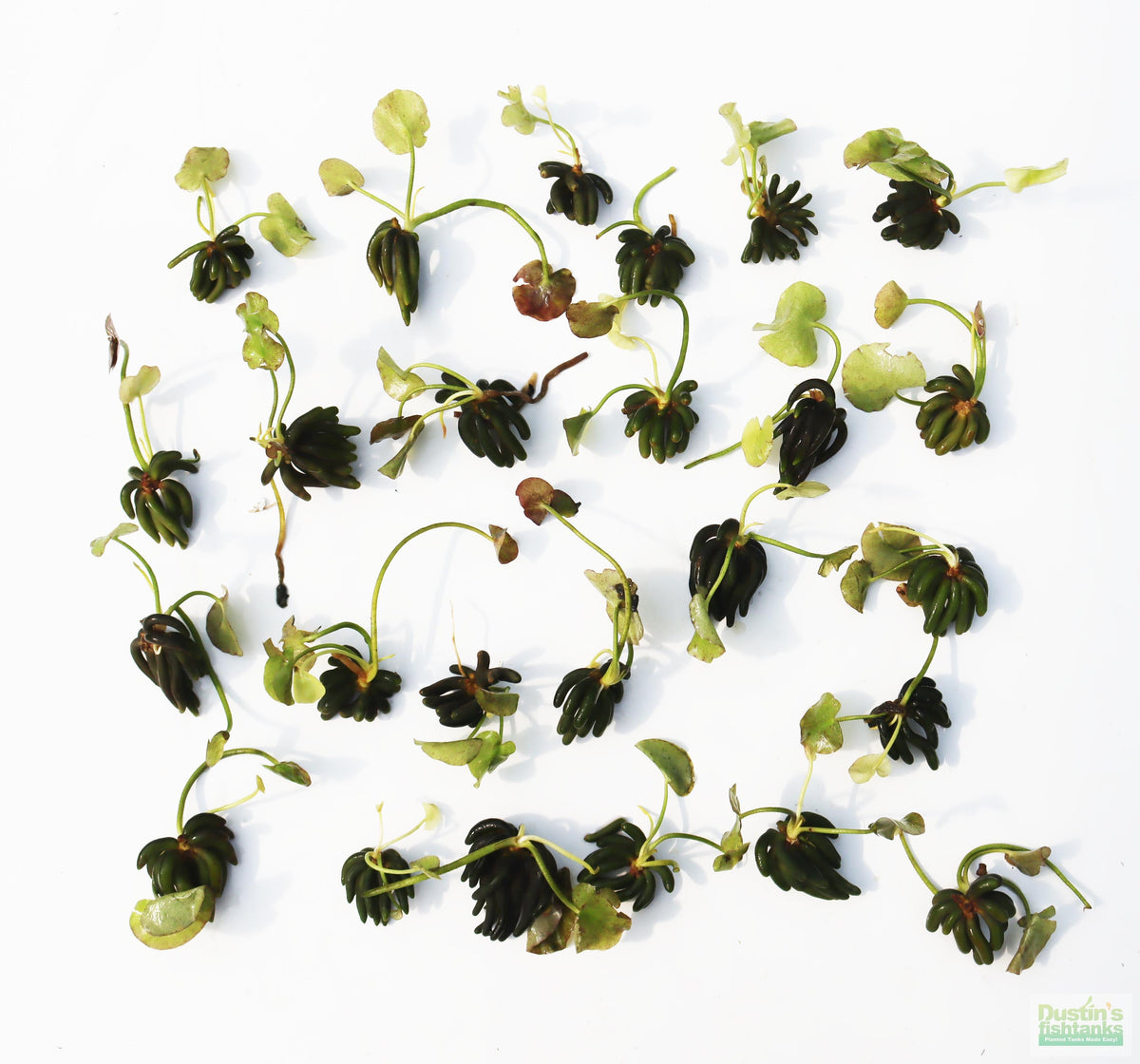Live Banana Aquarium Plant product image 17