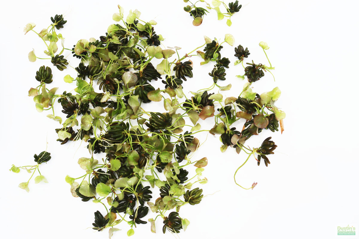 Live Banana Aquarium Plant product image 18
