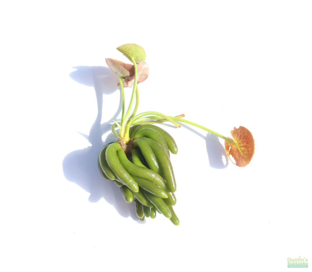 Live Banana Aquarium Plant, Default Title