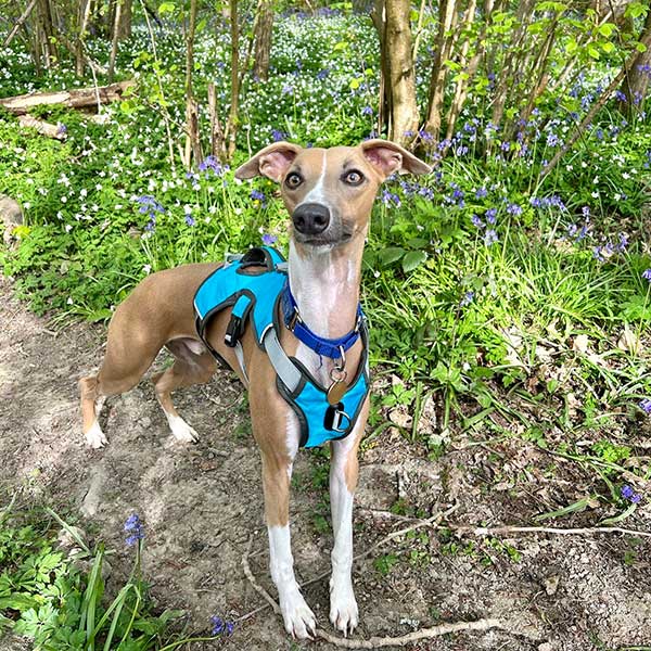 Three-Strap Escape-Resistant Dog Harness, S (eg. Puppy Whippet) / Turquoise Blue