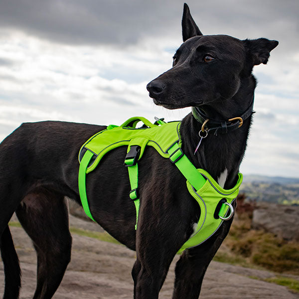 Three-Strap Escape-Resistant Dog Harness, XS (eg. IGH or Small Puppy) / Hi-Vis Reflective Yellow