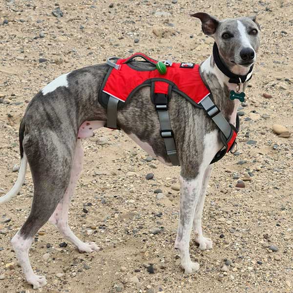 Three-Strap Escape-Resistant Dog Harness, XS (eg. IGH or Small Puppy) / Red