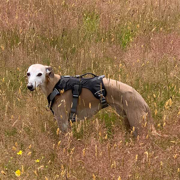 Three-Strap Escape-Resistant Dog Harness, XS (eg. IGH or Small Puppy) / Black