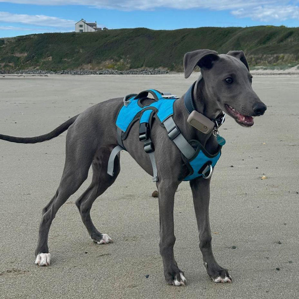 Three-Strap Escape-Resistant Dog Harness, XS (eg. IGH or Small Puppy) / Turquoise Blue
