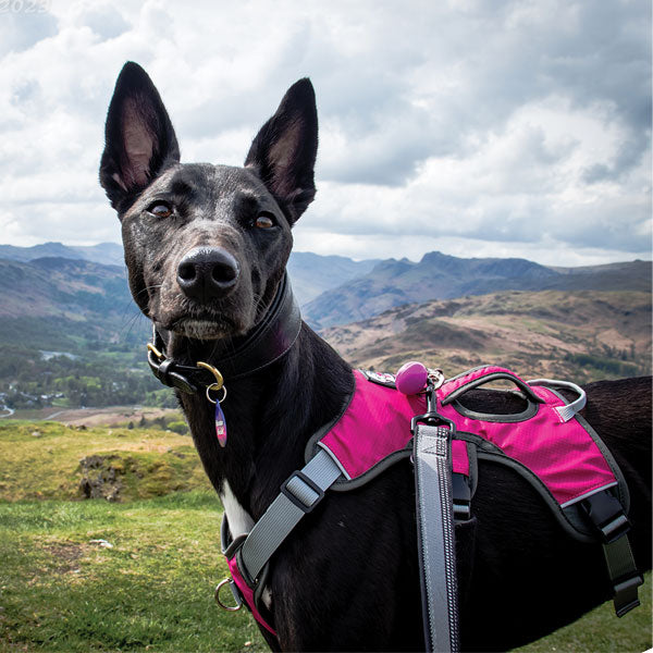 Three-Strap Escape-Resistant Dog Harness, XS (eg. IGH or Small Puppy) / Cerise Pink