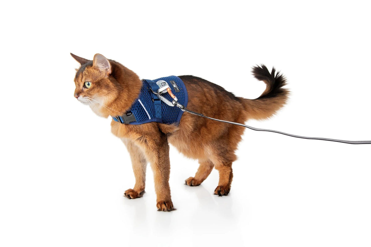 Martingale Calming Cat Walking Harness, Midnight Blue / Small