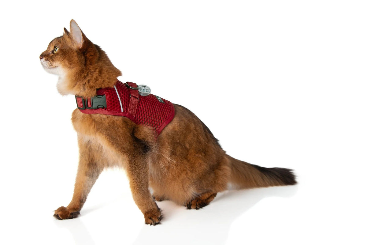 Martingale Calming Cat Walking Harness, Strawberry Red / Small