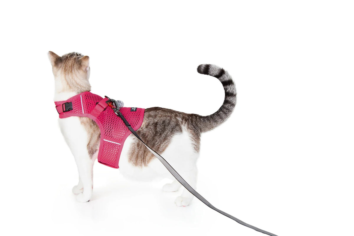 Martingale Calming Cat Walking Harness, Pink Peony / Small