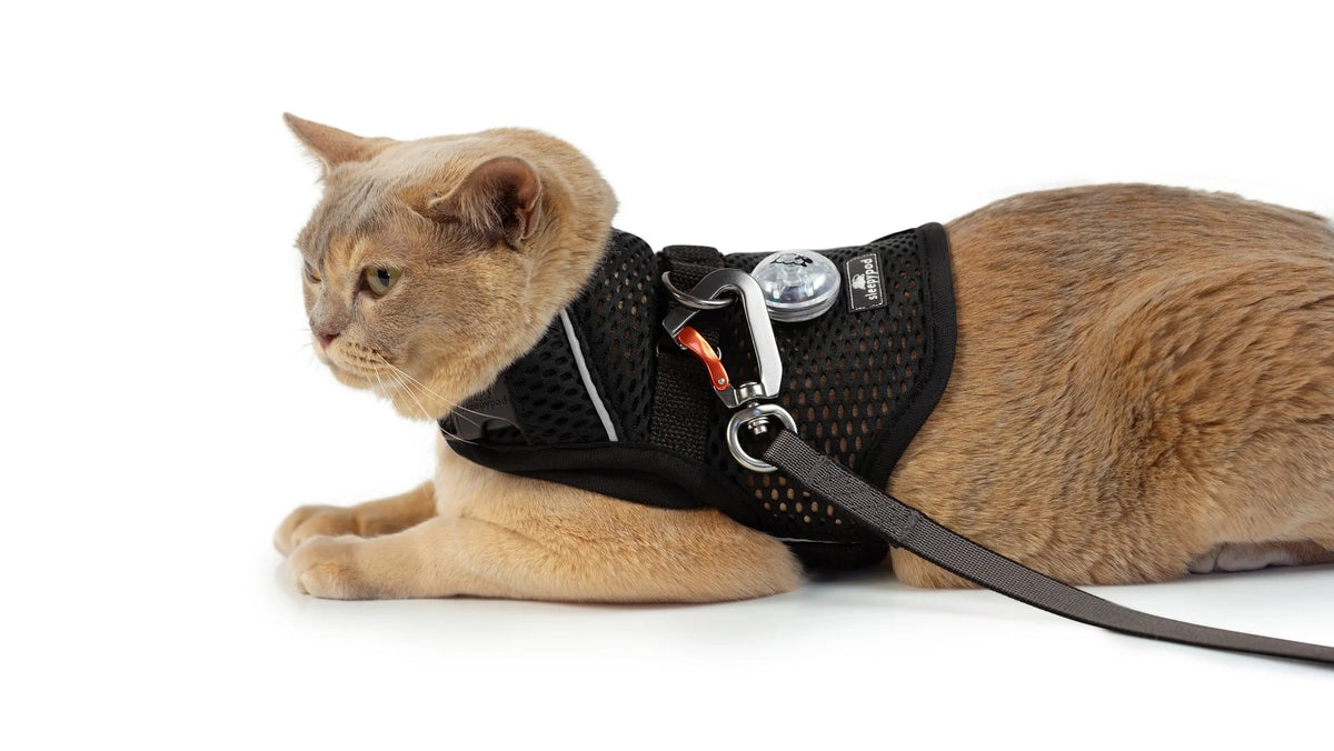 Martingale Calming Cat Walking Harness, Jet Black / Small