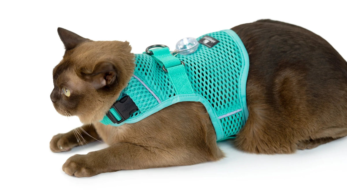 Martingale Calming Cat Walking Harness, Robin Egg Blue / Small