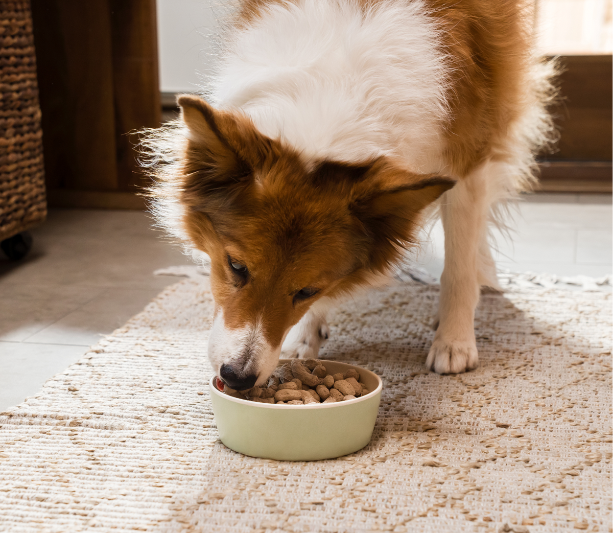 Freeze-Dried Salmon Dog Food product image 5