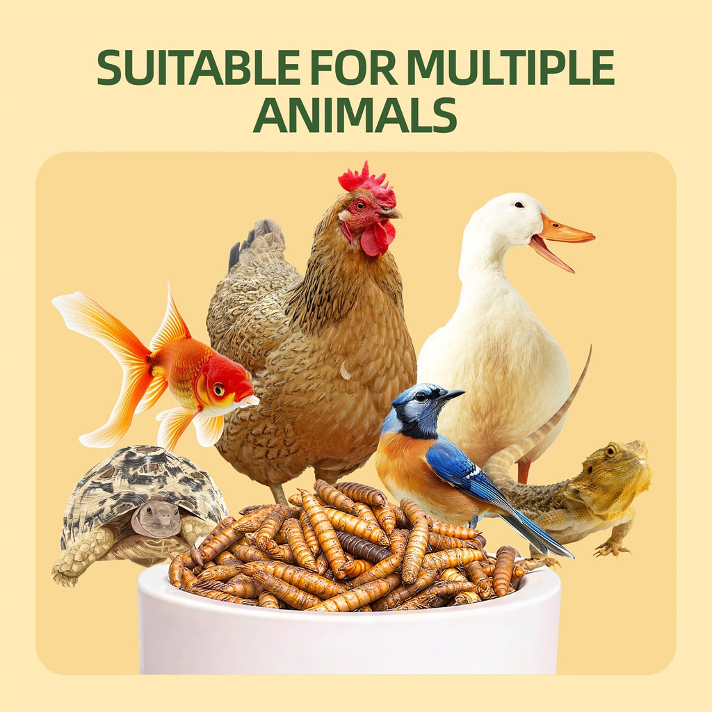 Dried Black Soldier Fly Larvae for Chickens – High Protein BSF Larvae Treats with Calcium for Laying Hens Ducks Quail Birds Reptiles Non-GMO