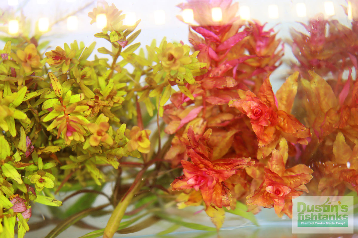 Live Red Aquarium Plant Assortment product image 4