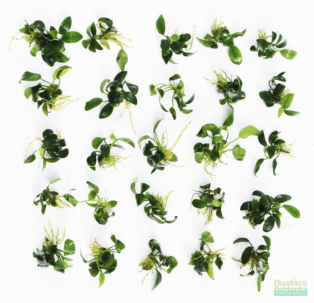 Live Anubias Nana Petite Aquarium Plant product image 47