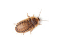 Live Medium Dubia Roaches, 25