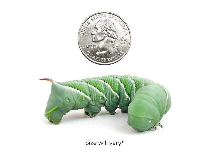 Live Hornworm Feeder Cups, Large 6ct