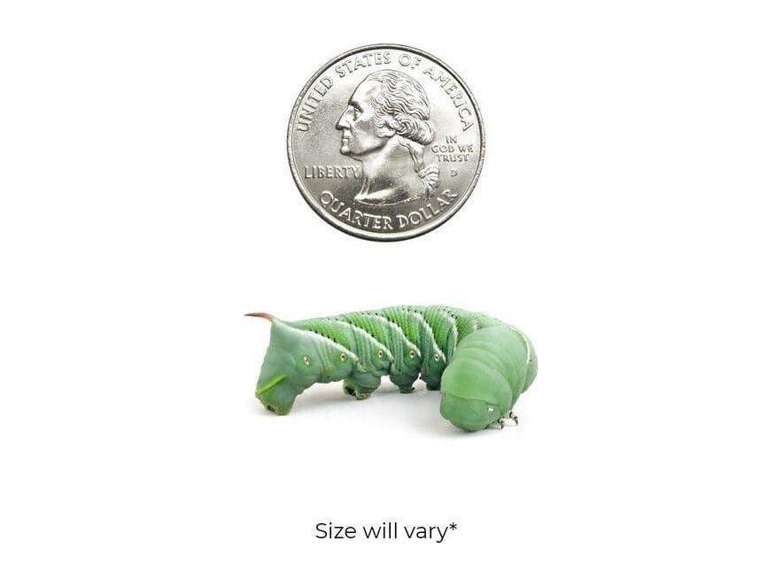 Live Hornworm Feeder Cups, Medium 12ct
