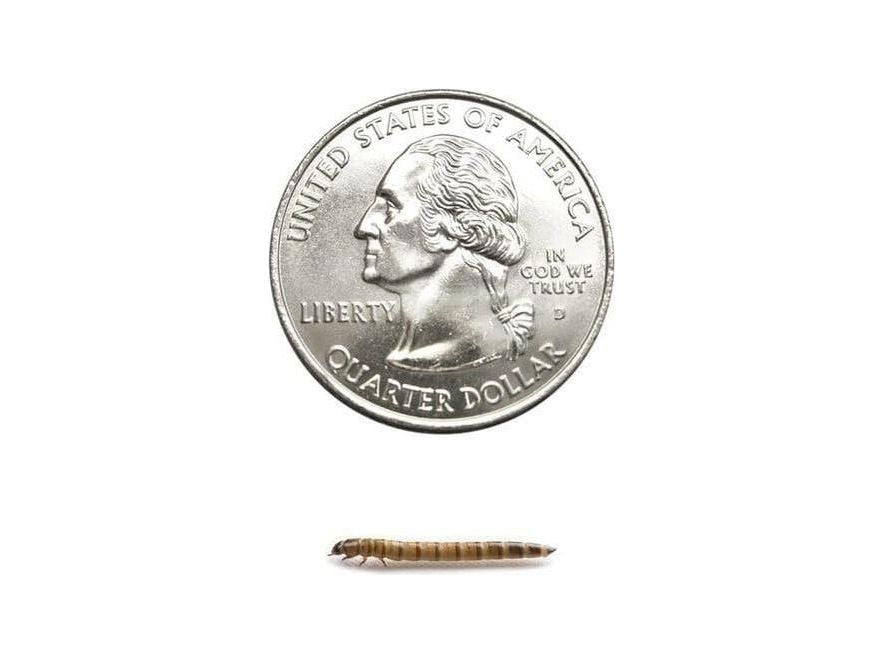 Live Superworm Feeder Insects, Small / 25