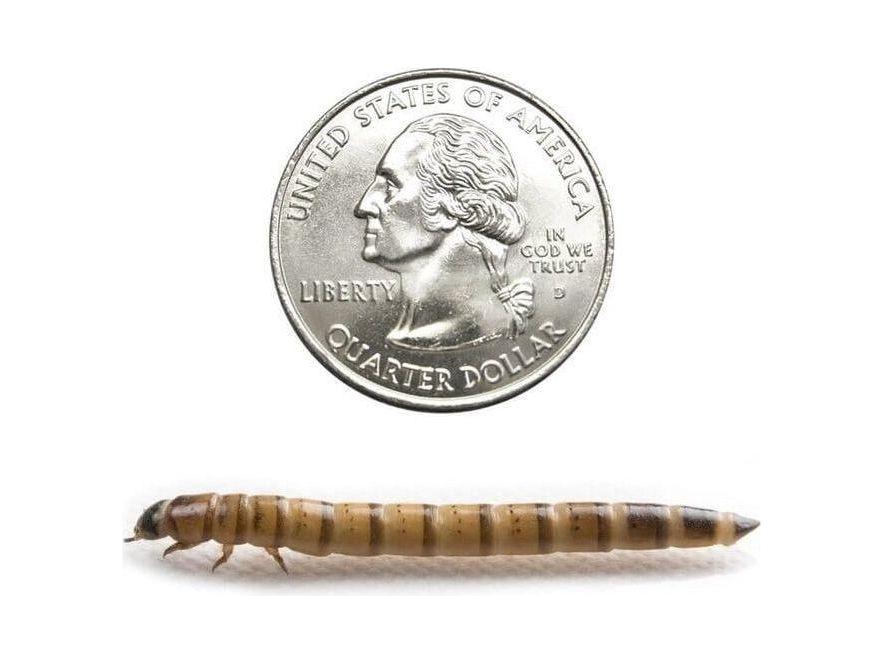 Live Superworm Feeder Insects, Large / 25