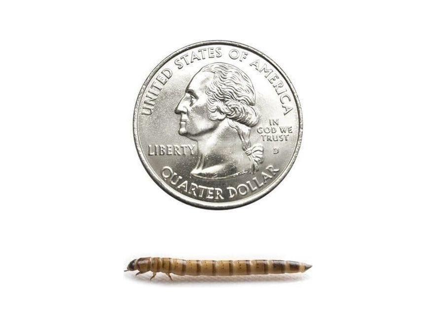 Live Superworm Feeder Insects, Medium / 25