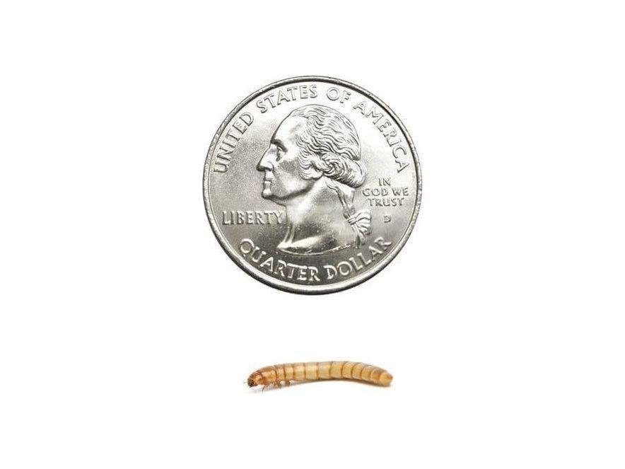 Mealworms mealworms DubiaRoaches.com Medium 1000