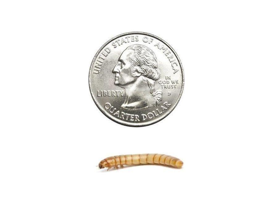 Live Mealworm Feeder Insects, Large / 50
