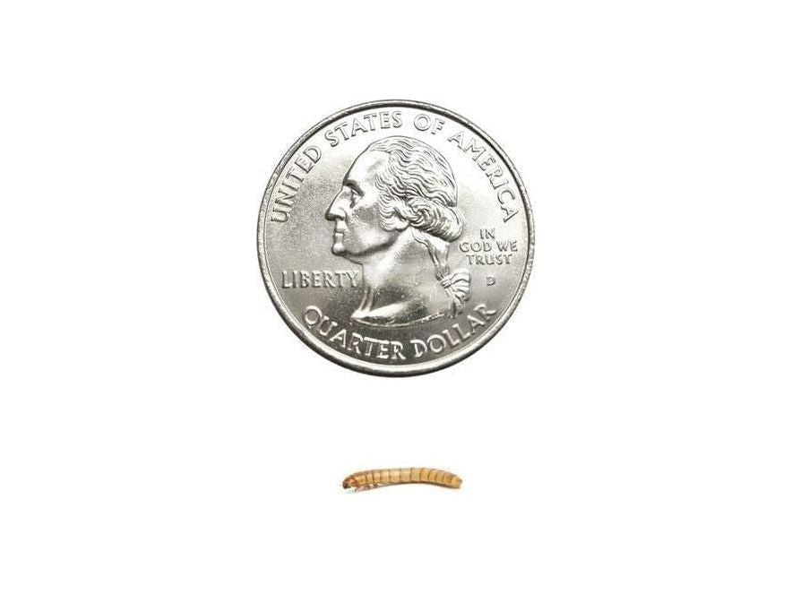 Live Mealworm Feeder Insects, Small / 50