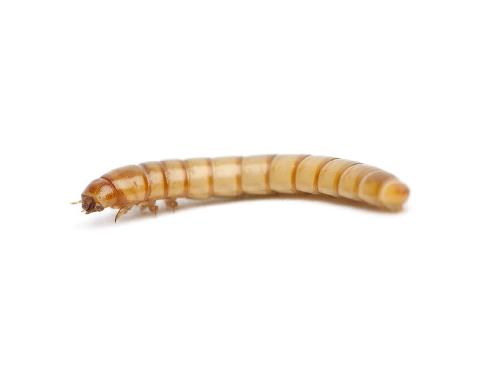 Live Mealworm Feeder Insects, Large / 500