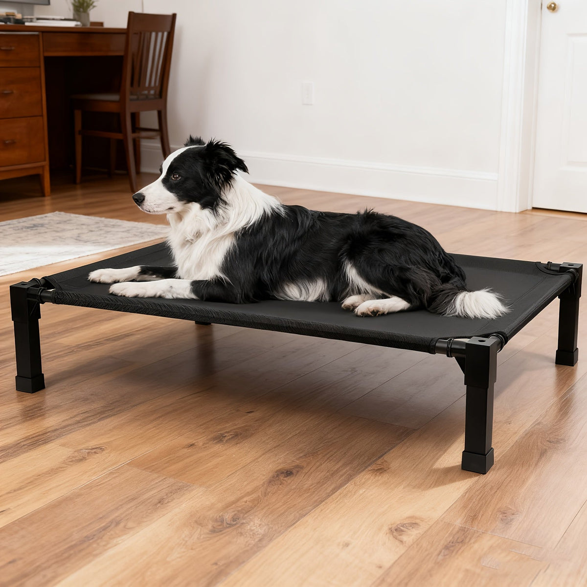 Elevated Mesh Dog Cot Bed with Folding-Leg Frame, Seven Colors and Four Labeled Sizes from 35 to 60 Inches