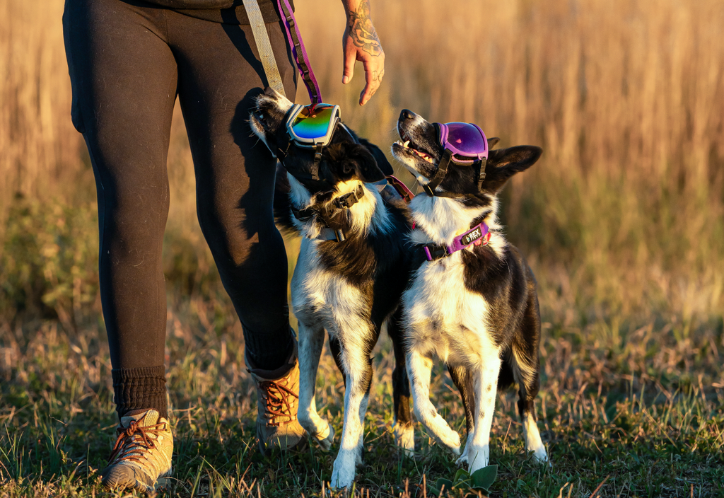 Gallatin Grey Trailhead Collar in-use