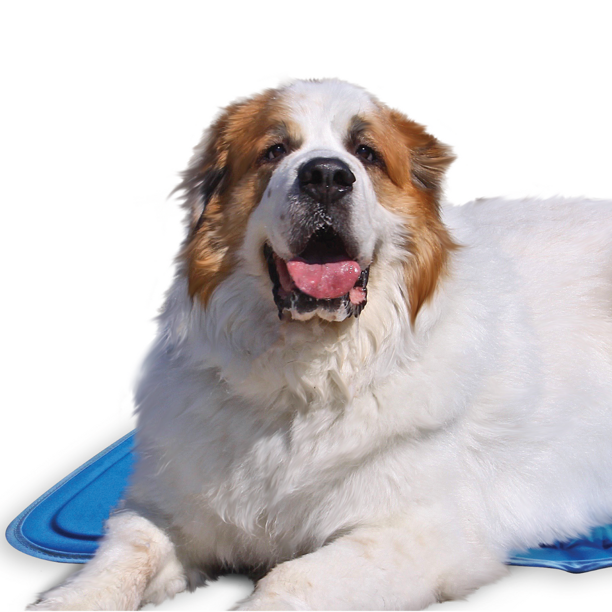 Pressure-Activated Cooling Pet Pad, XL / Blue